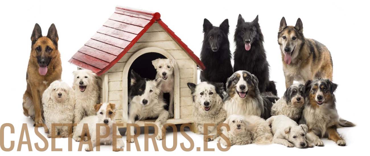 dogs house